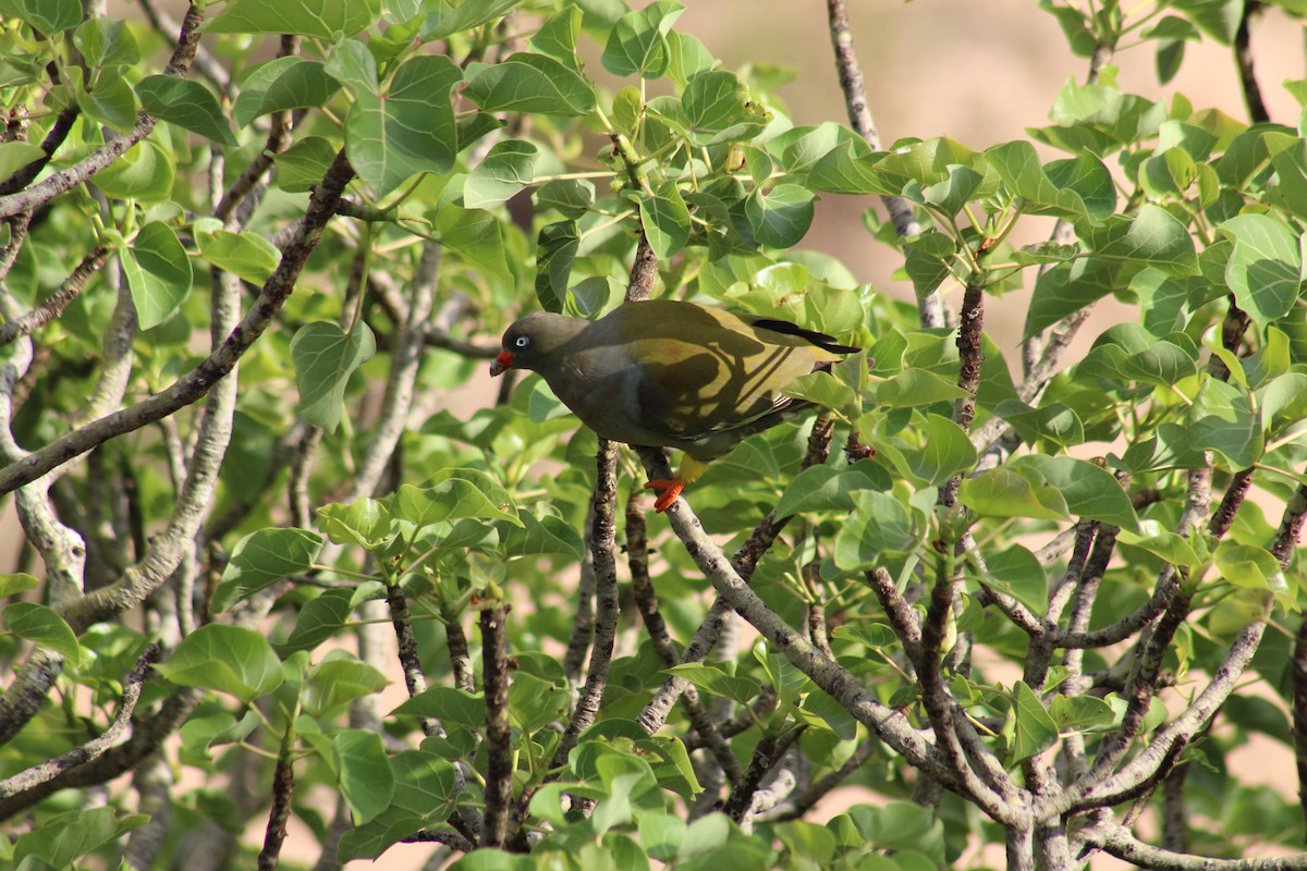 African Green-Pigeon - ML626647649