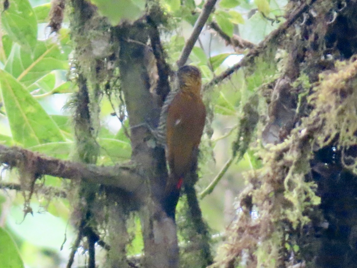 Red-rumped Woodpecker - ML626647662