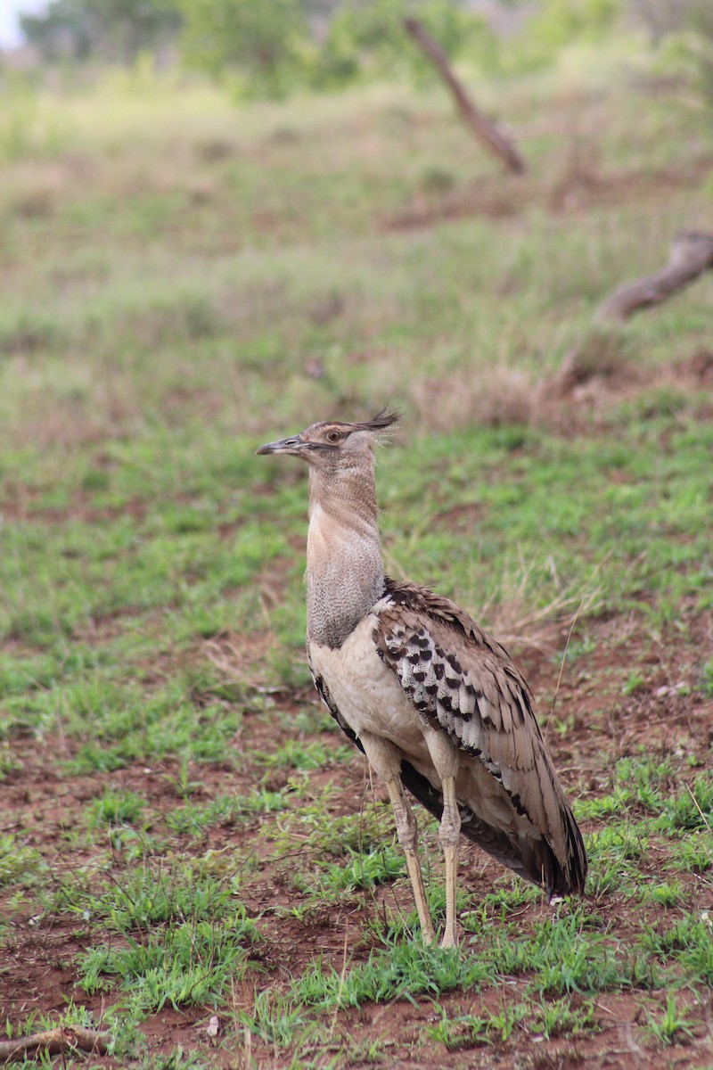 Kori Bustard - ML626647684
