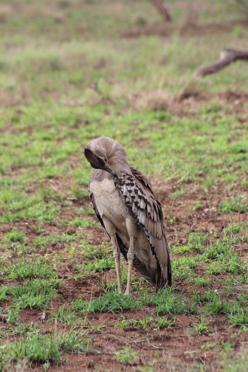 Kori Bustard - ML626647685