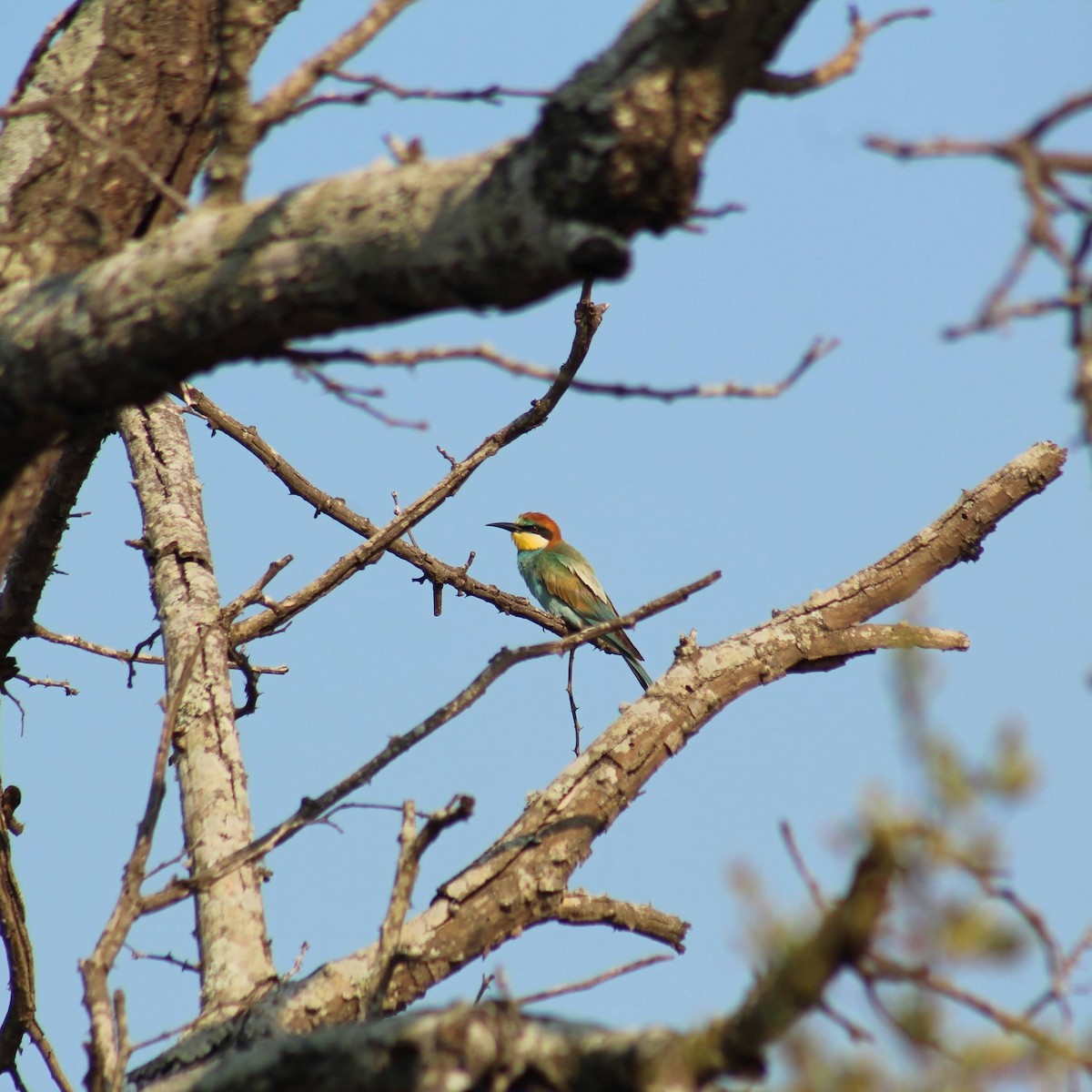 European Bee-eater - ML626647721