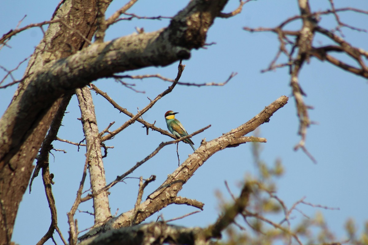 European Bee-eater - ML626647722