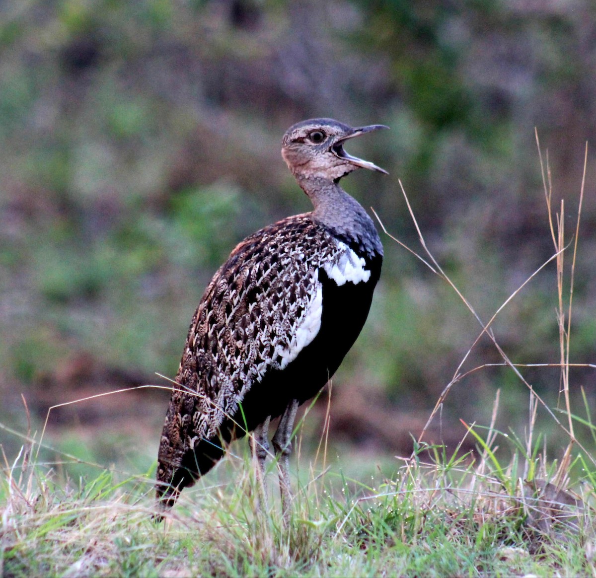 Red-crested Bustard - ML626647723