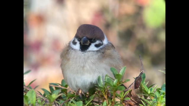 Eurasian Tree Sparrow - ML626647849