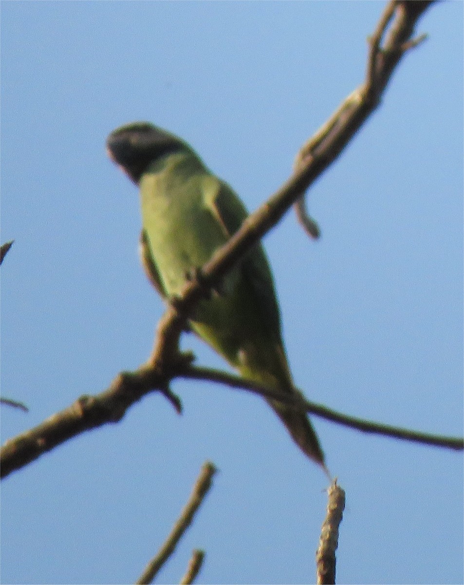 Alexandrine Parakeet - ML626647876