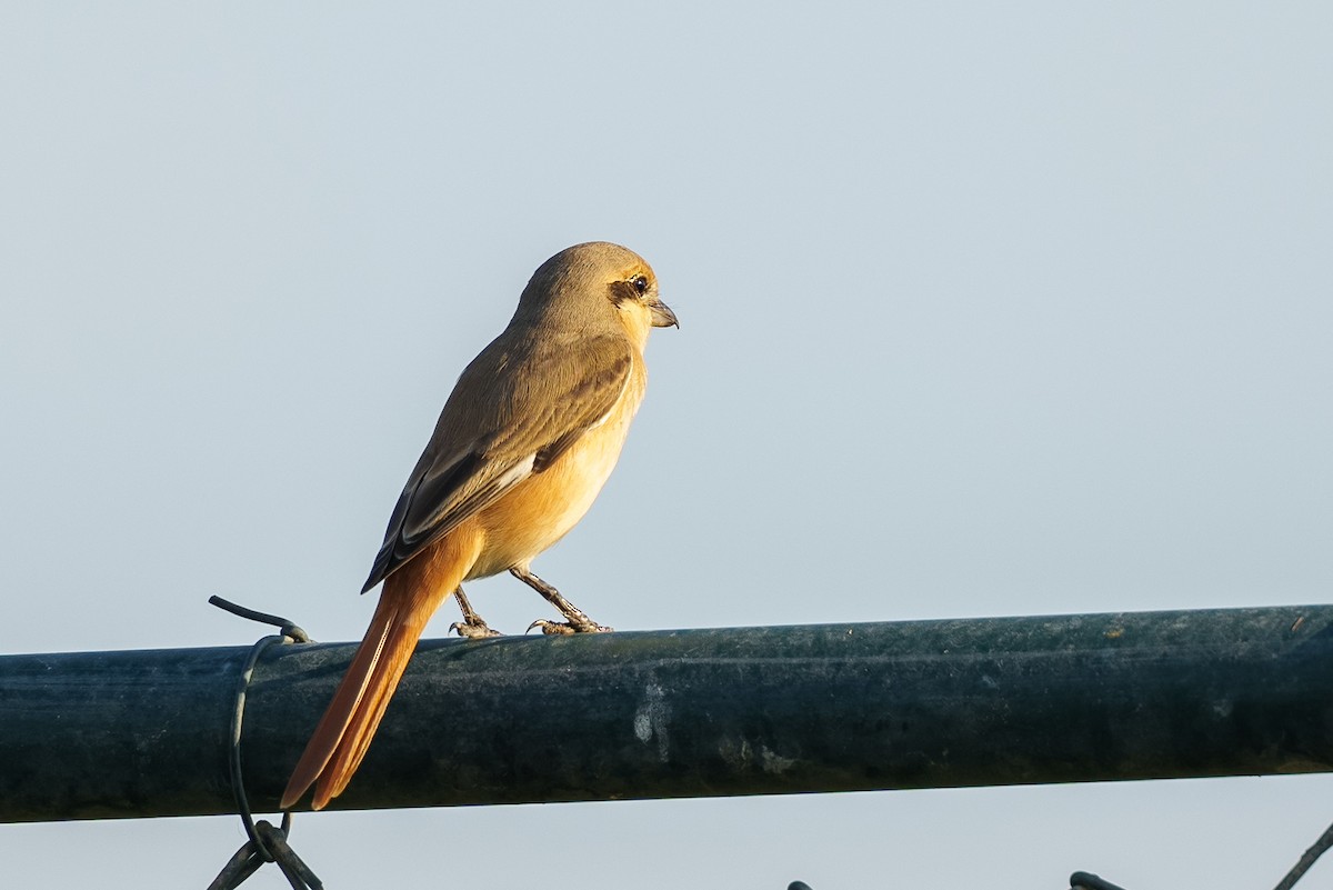 Isabelline Shrike (Daurian) - ML626647912