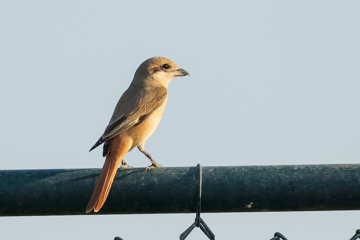 Isabelline Shrike (Daurian) - ML626647913