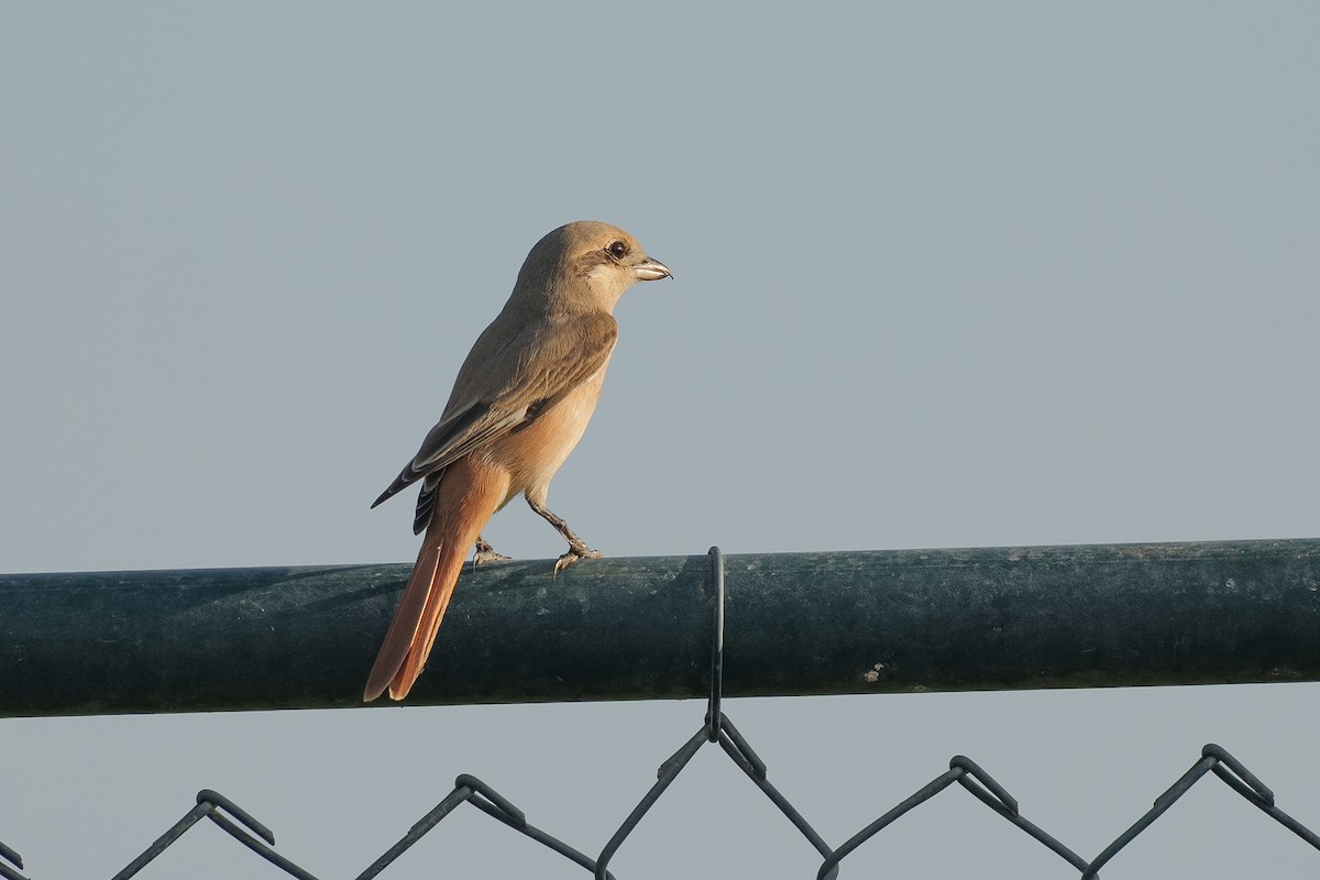 Isabelline Shrike (Daurian) - ML626647914