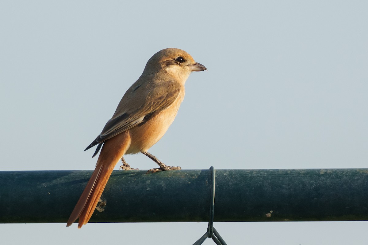 Isabelline Shrike (Daurian) - ML626647915