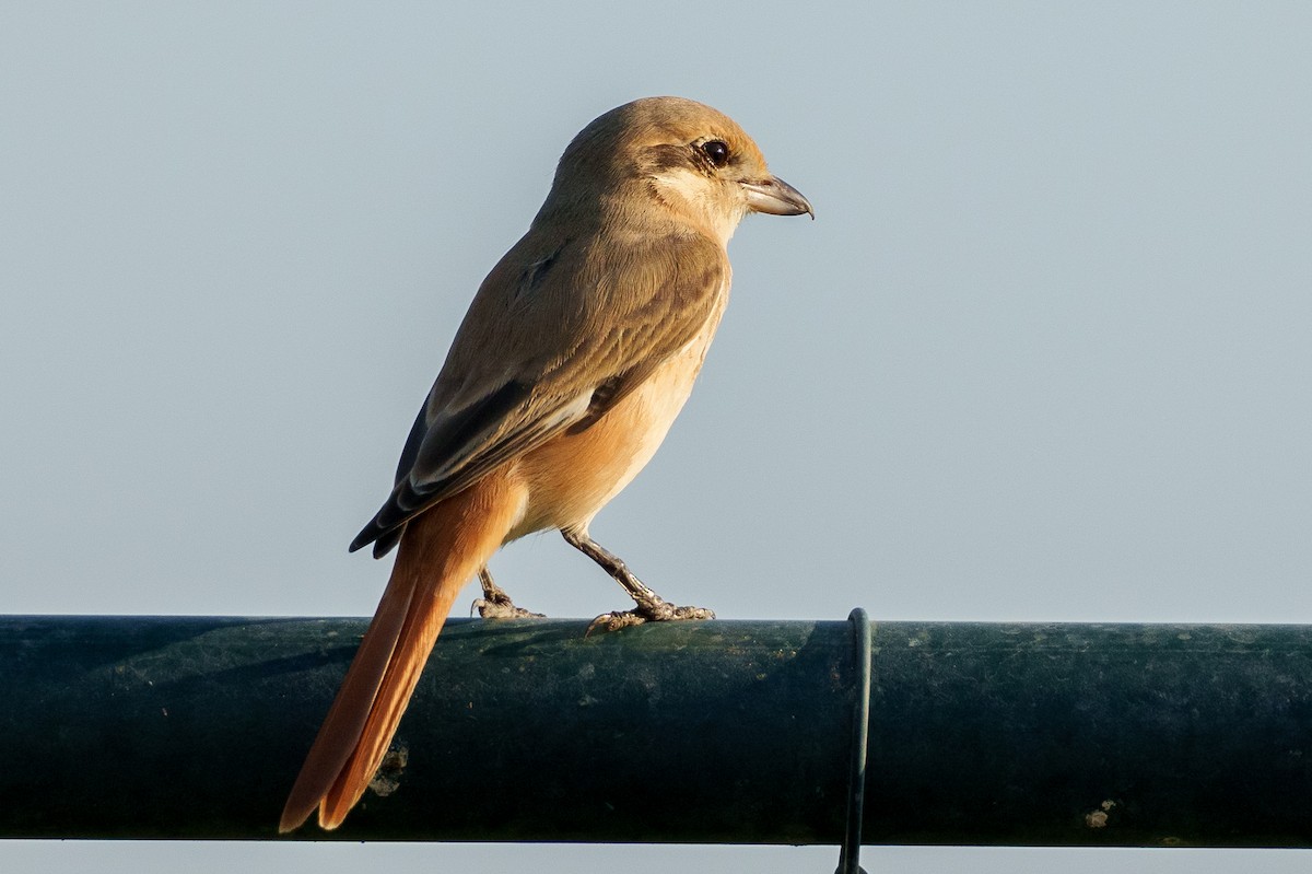 Isabelline Shrike (Daurian) - ML626647917