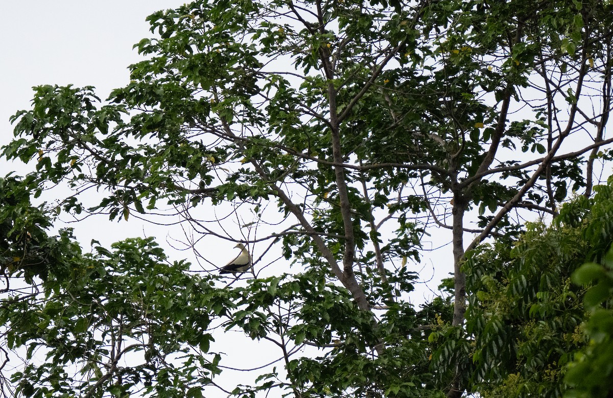 Yellowish Imperial-Pigeon - ML626648133