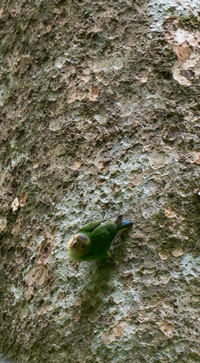 Buff-faced Pygmy-Parrot - ML626648299