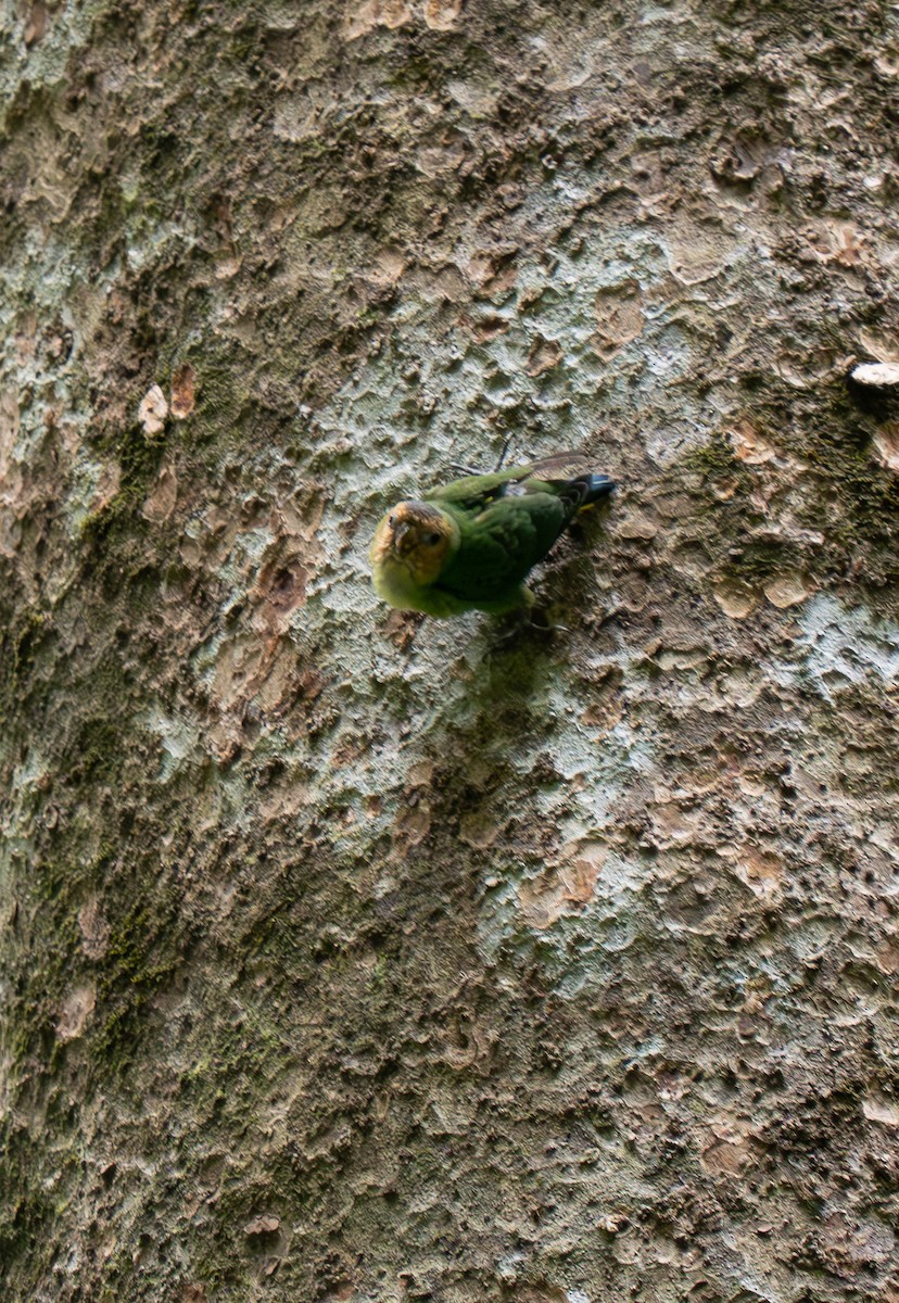 Buff-faced Pygmy-Parrot - ML626648300