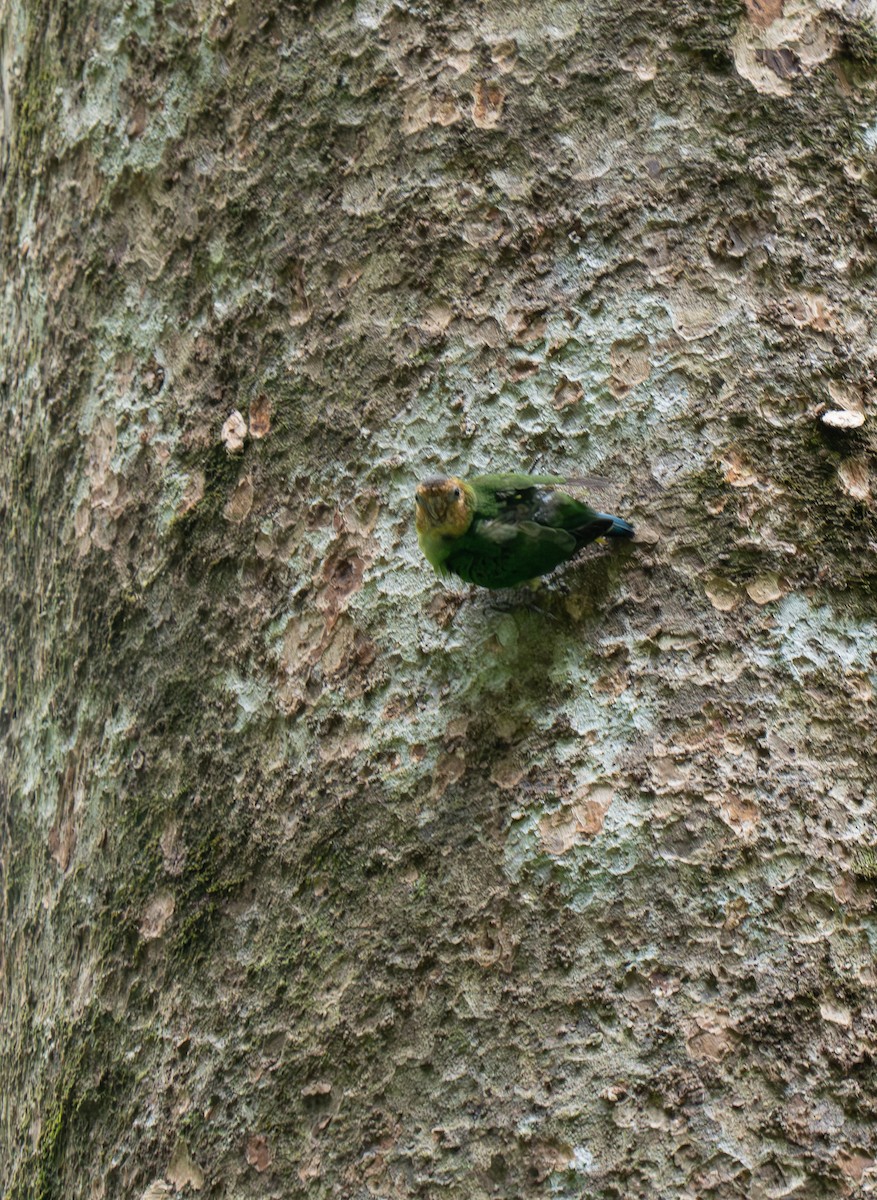 Buff-faced Pygmy-Parrot - ML626648301