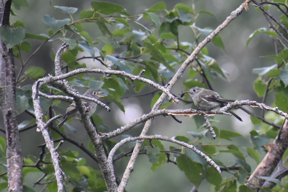 Empidonax sp. - ML626648373