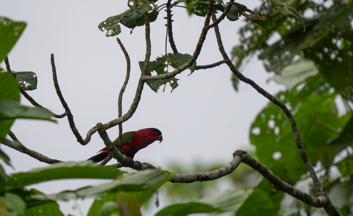 Purple-bellied Lory - ML626648400