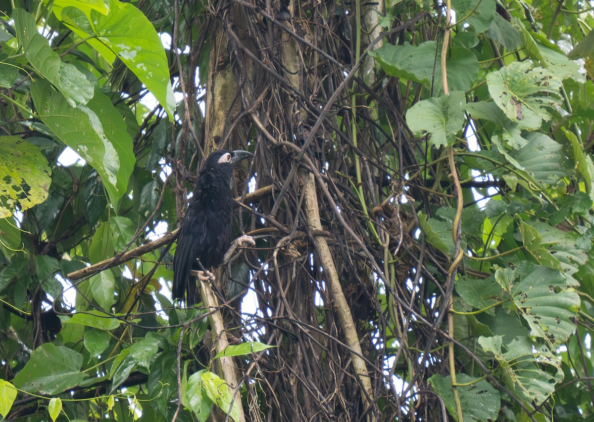 Violaceous Coucal - ML626648408