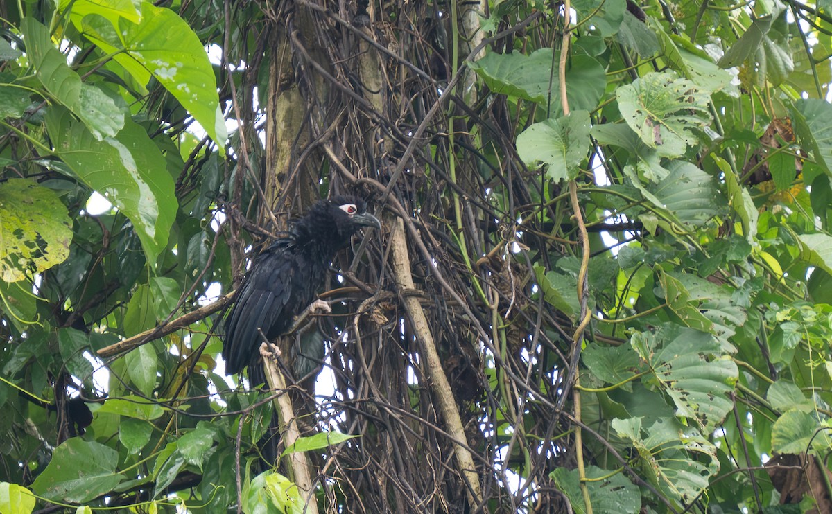 Violaceous Coucal - ML626648409