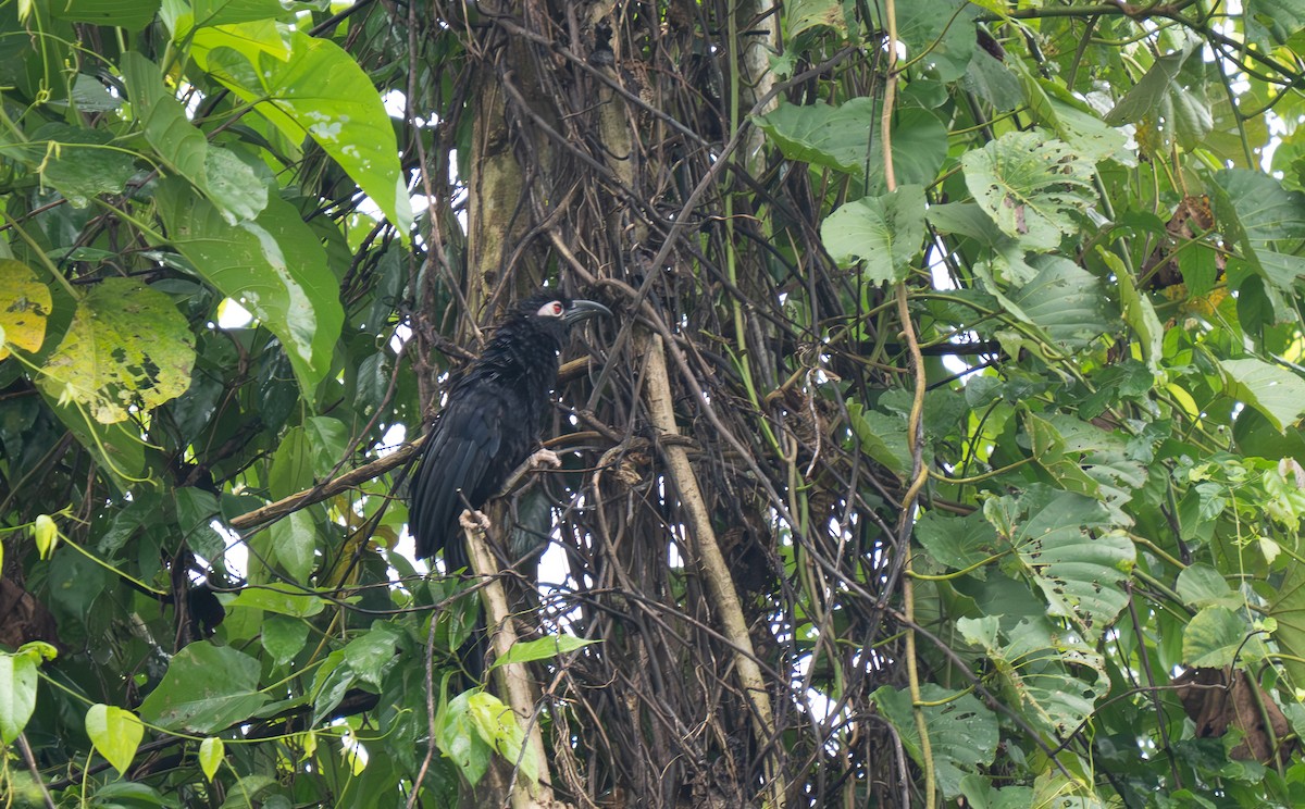 Violaceous Coucal - ML626648410
