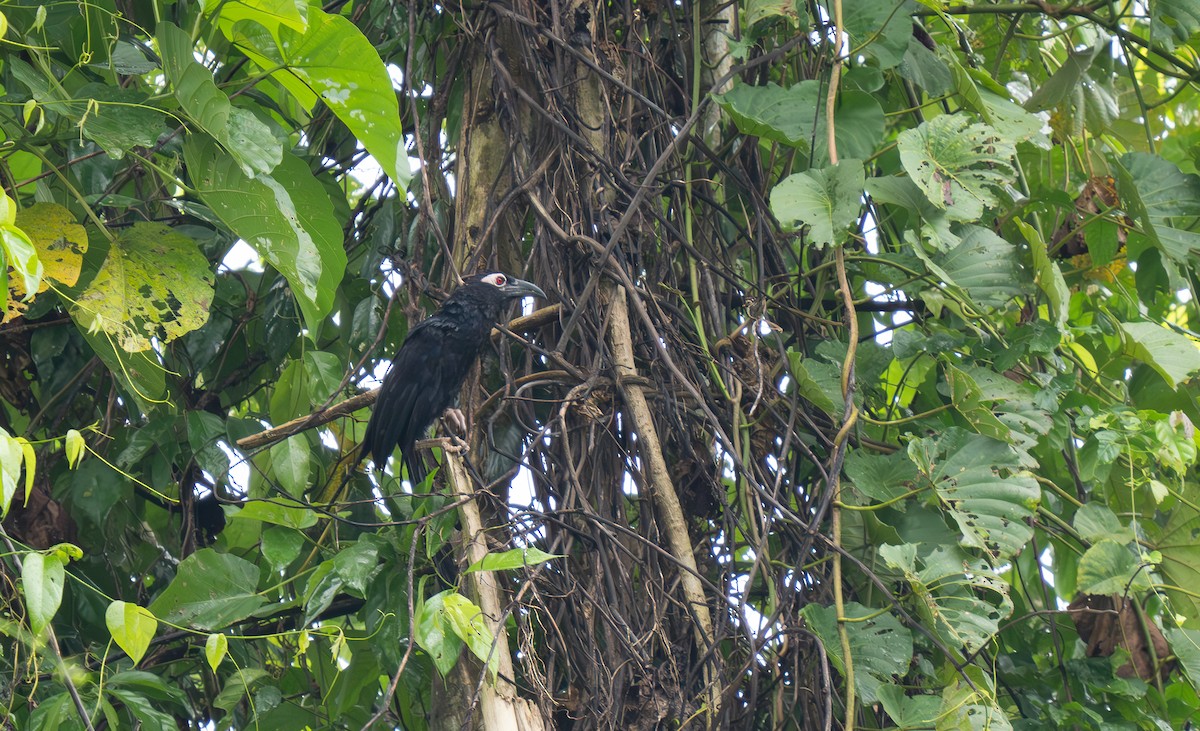Violaceous Coucal - ML626648411