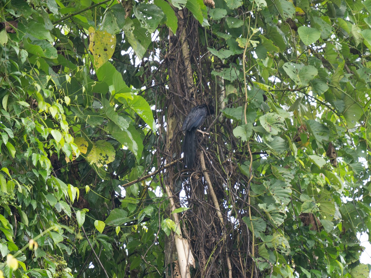 Violaceous Coucal - ML626648414