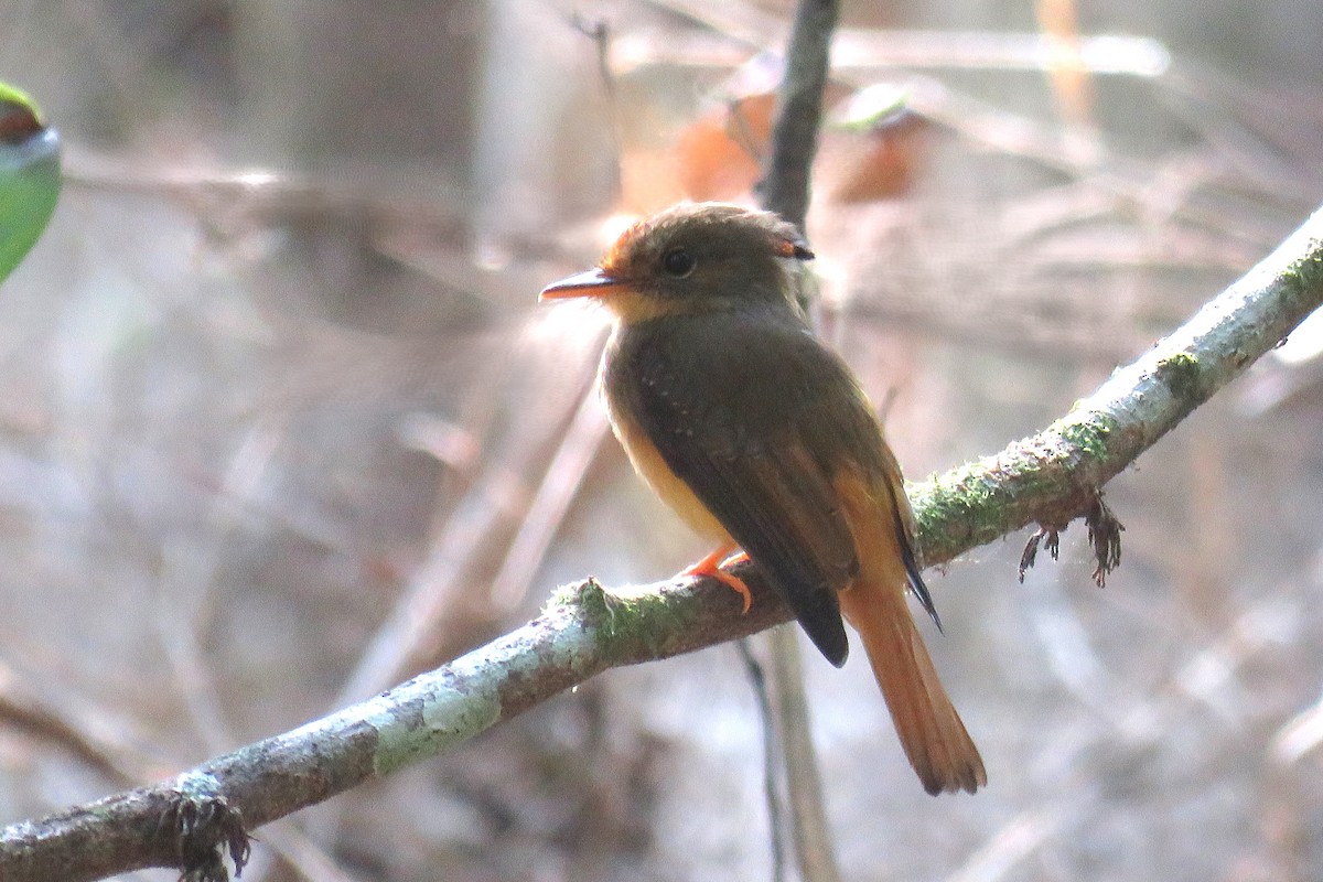 Atlantic Royal Flycatcher - ML626648462