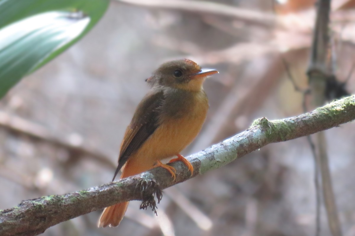 Atlantic Royal Flycatcher - ML626648466