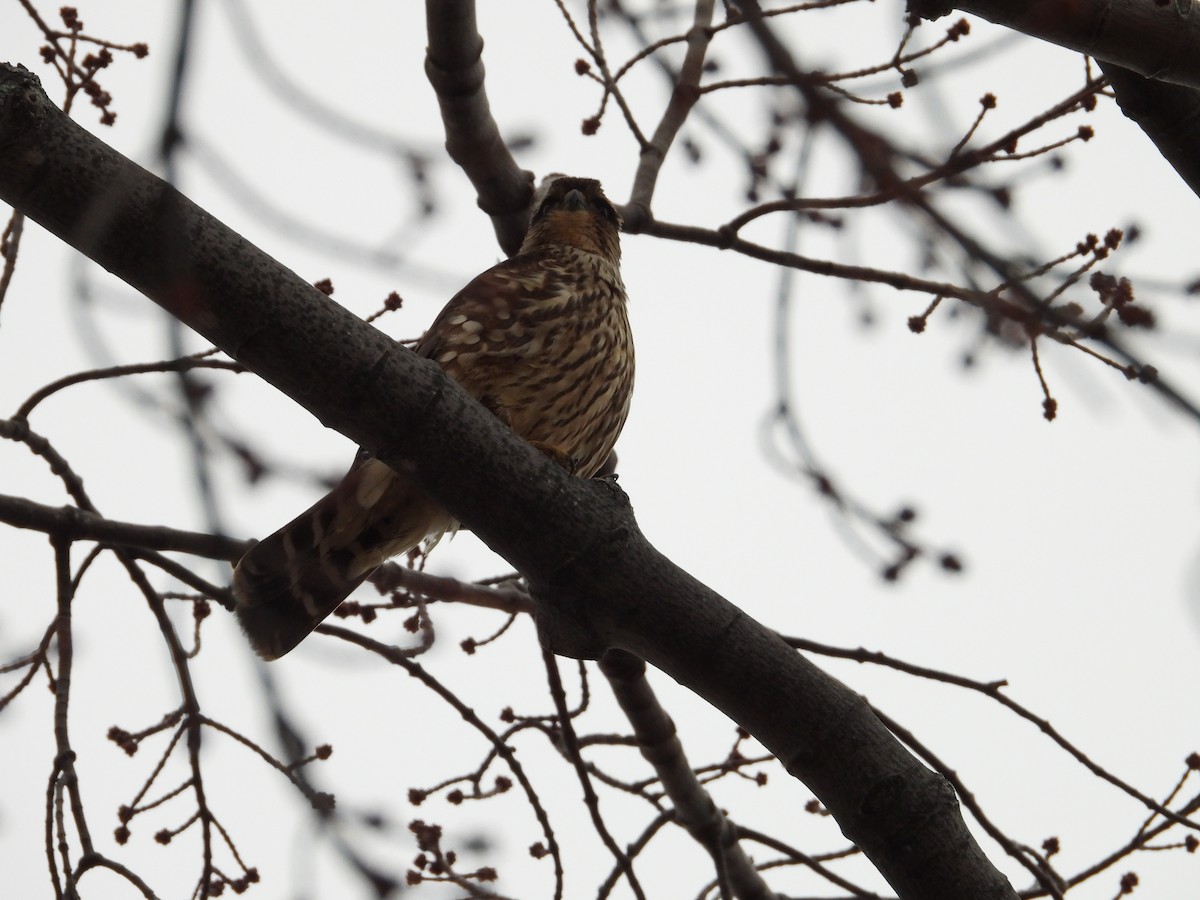 Merlin - ML626648510