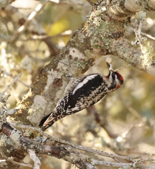 datel rudošíjný - ML626648814