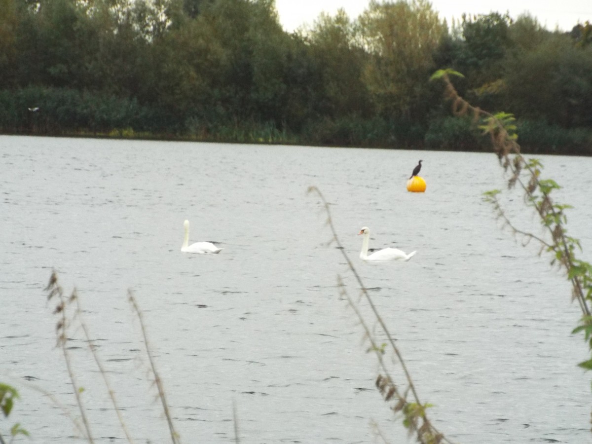 Mute Swan - ML626648958
