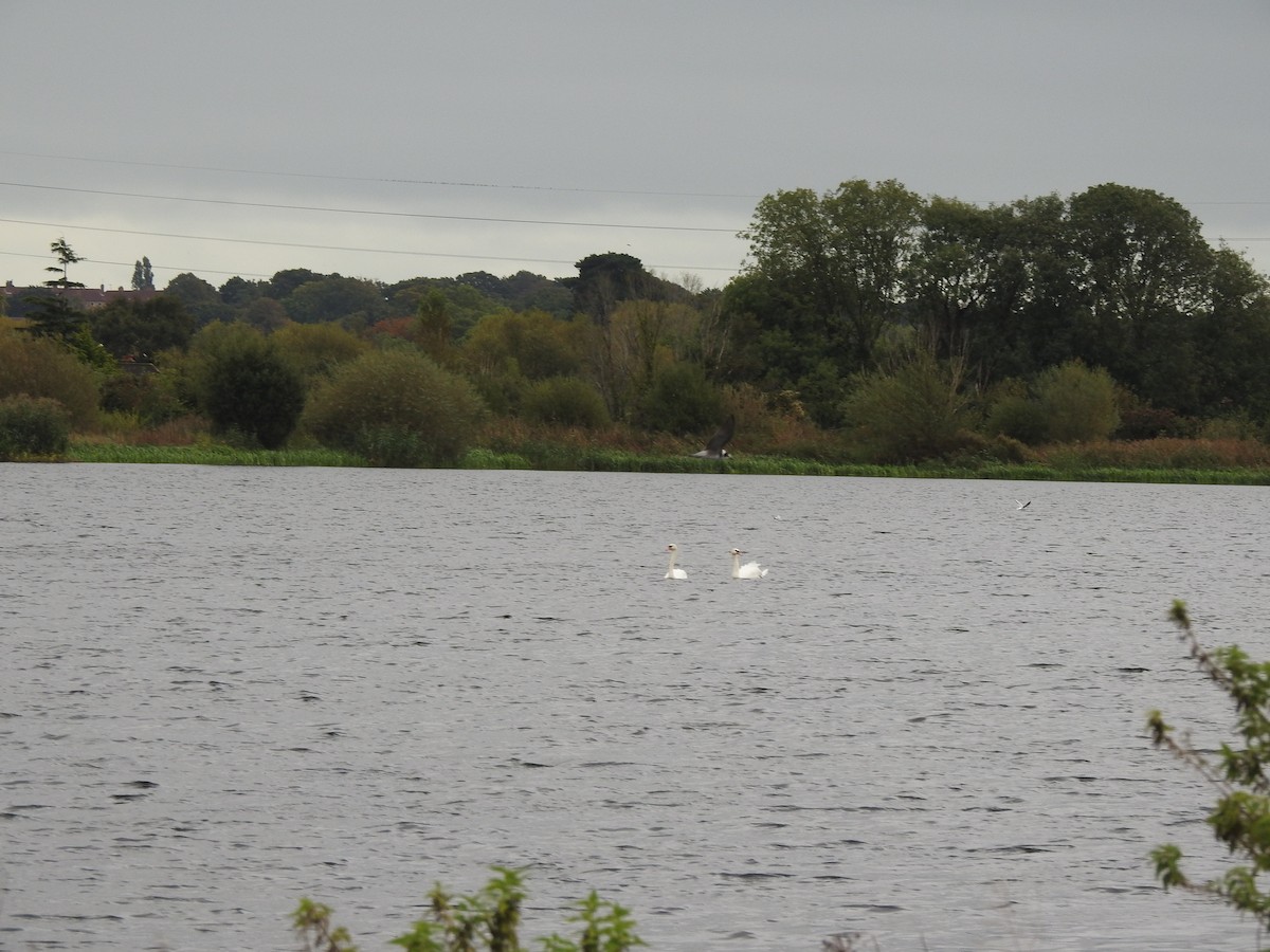 Mute Swan - ML626648970