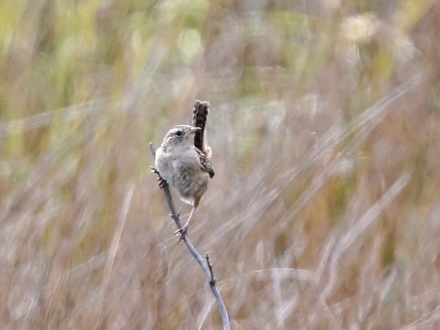 Grass Wren (Austral) - ML626649013