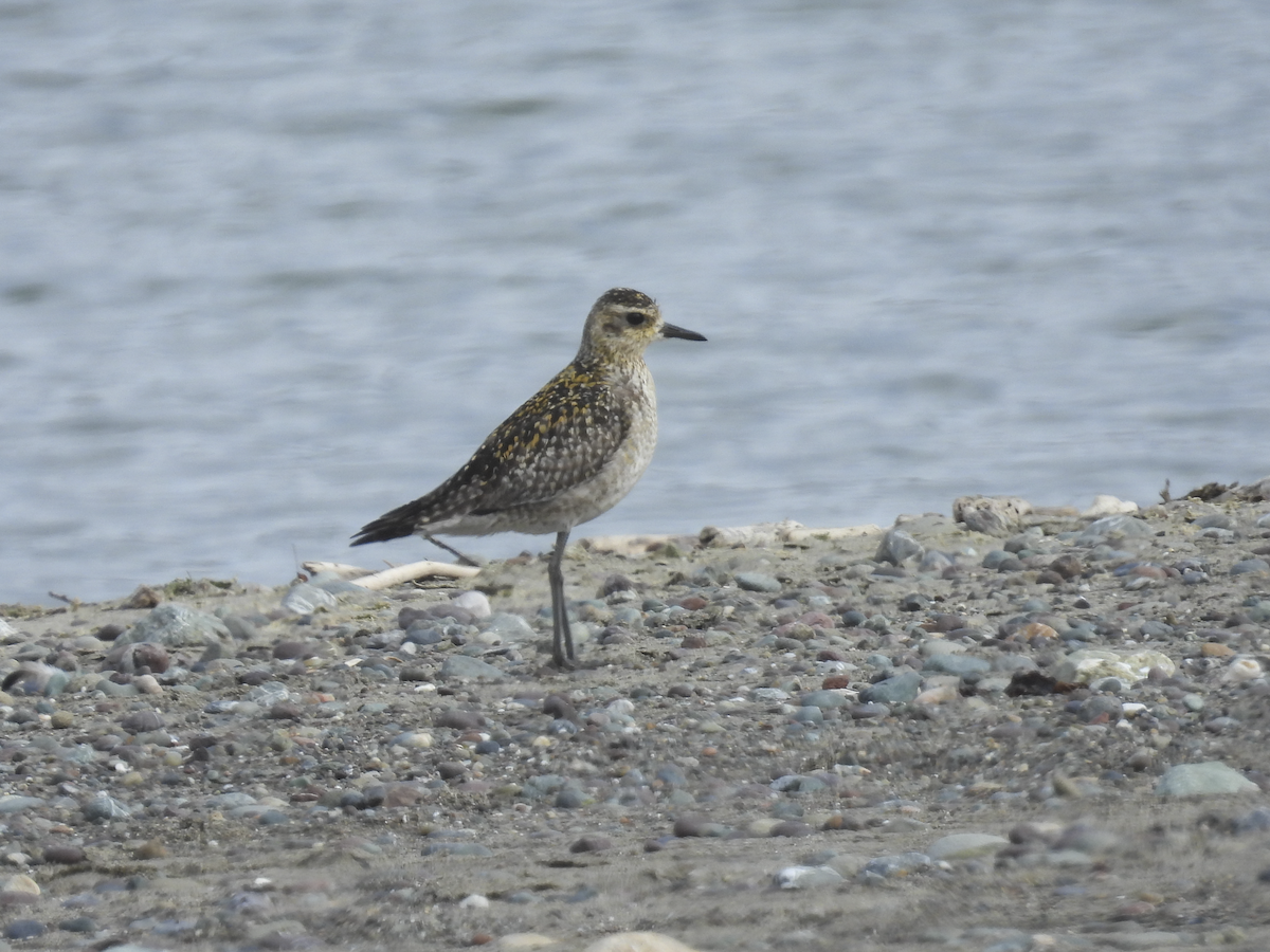 Pacific Golden-Plover - ML626649228