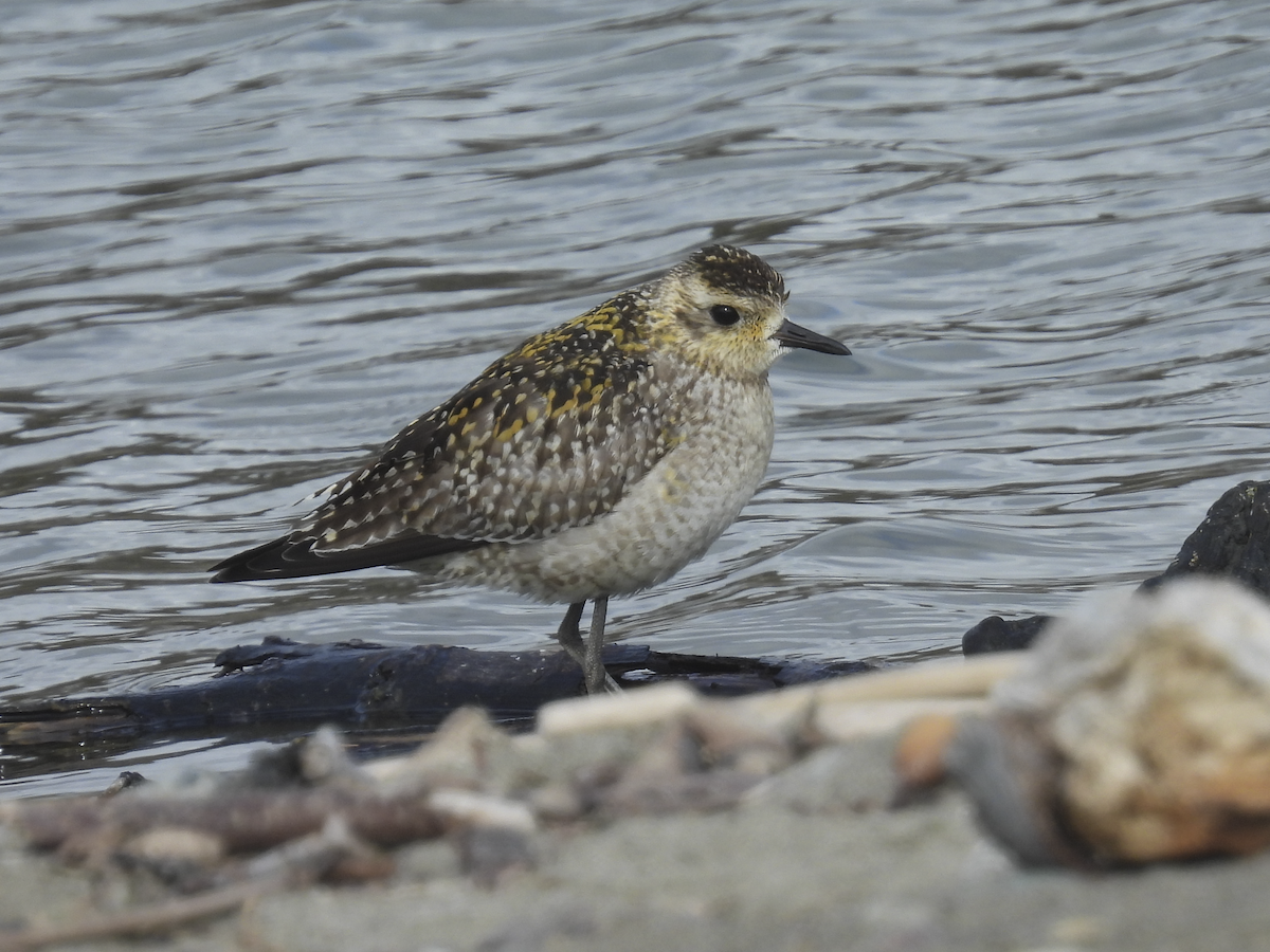 Pacific Golden-Plover - ML626649231