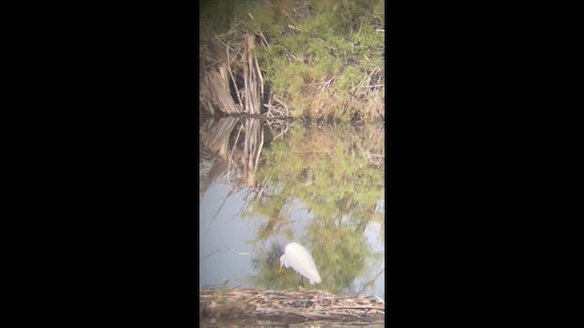 Yellow-billed Egret - ML626649477