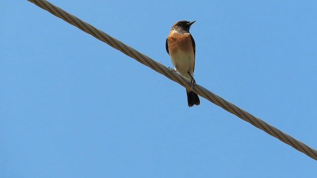 דוחל מזרחי (כספי) - ML626649526