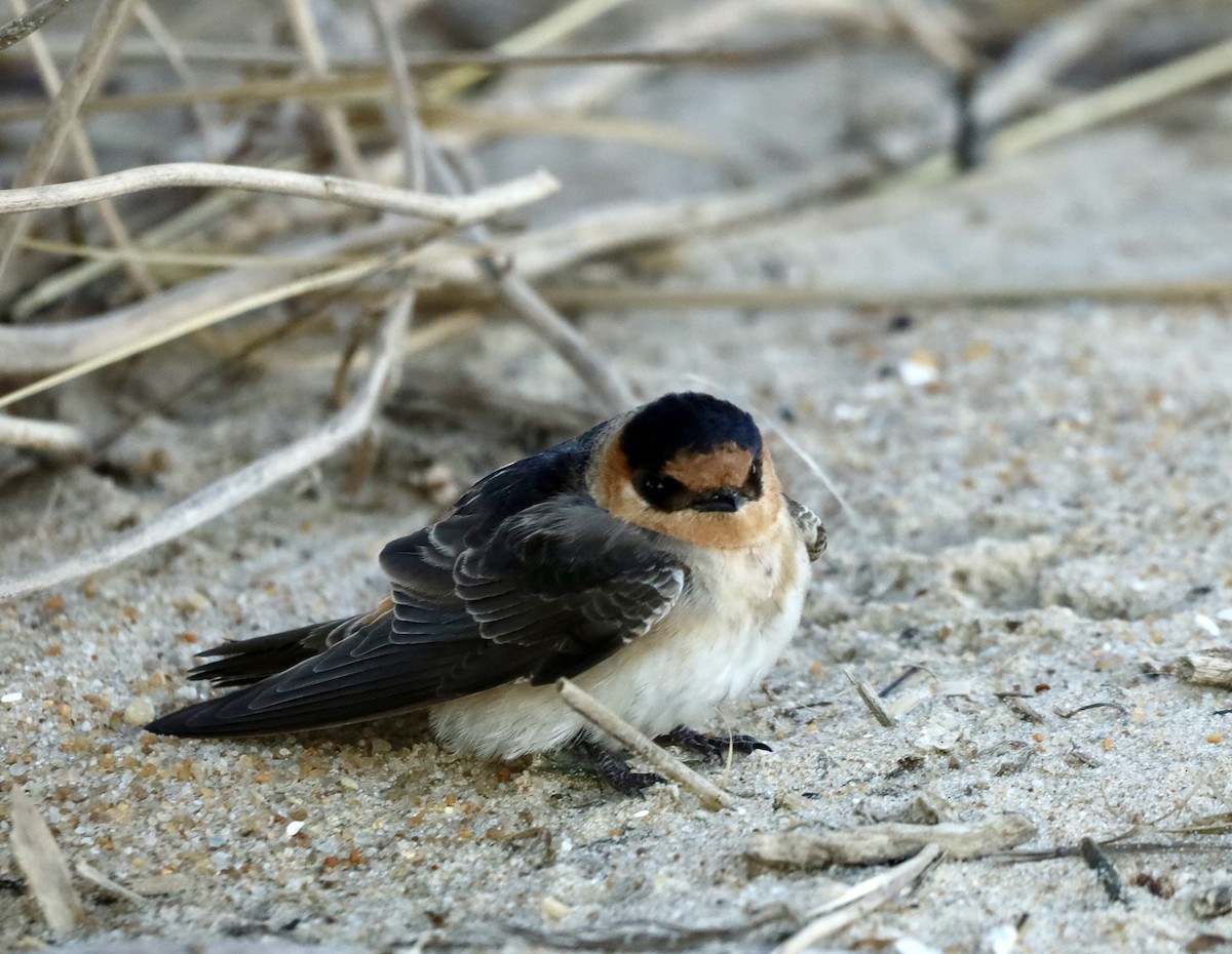 Cave Swallow - ML626649560