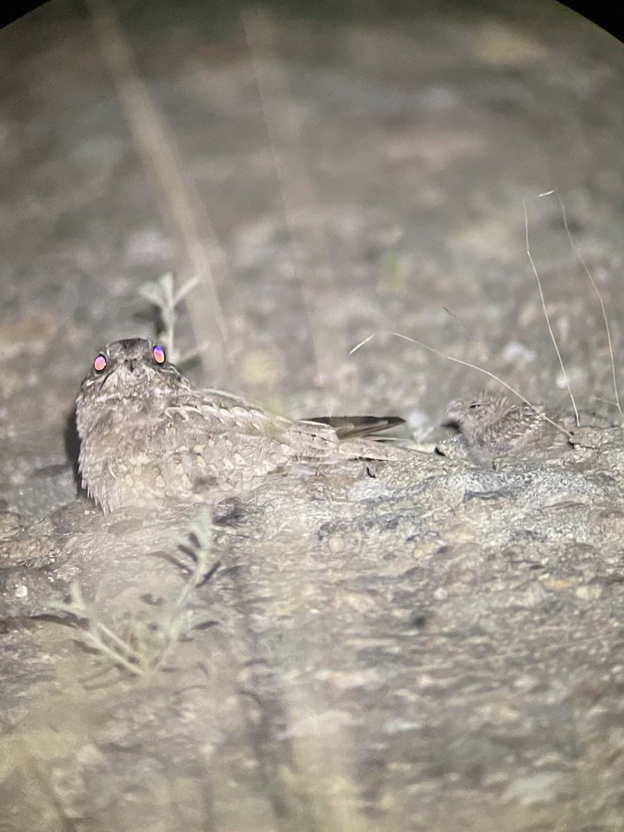 Nubian Nightjar - ML626649704