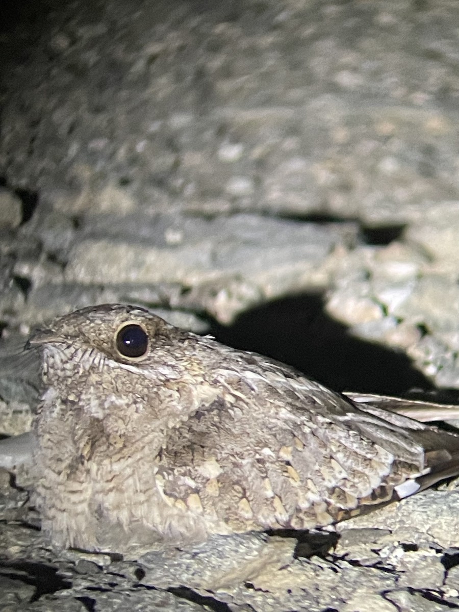 Nubian Nightjar - ML626649705