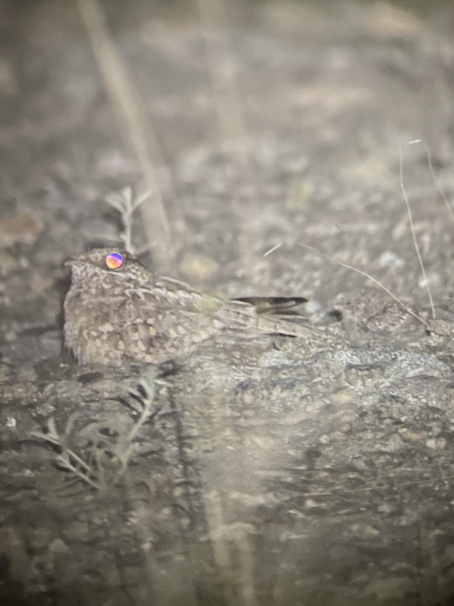 Nubian Nightjar - ML626649706