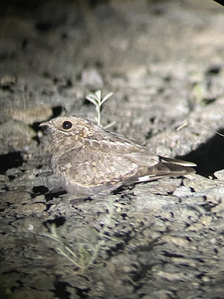 Nubian Nightjar - ML626649707