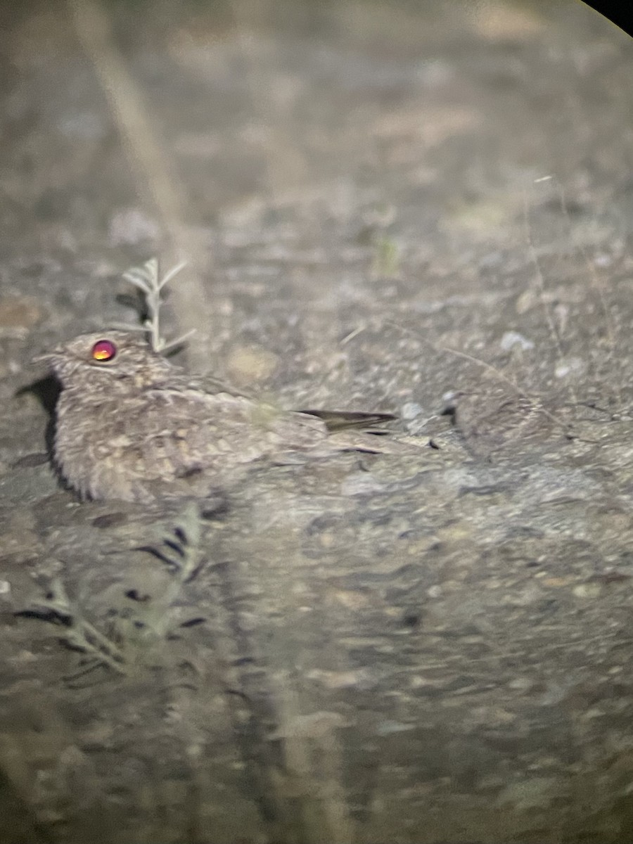 Nubian Nightjar - ML626649708