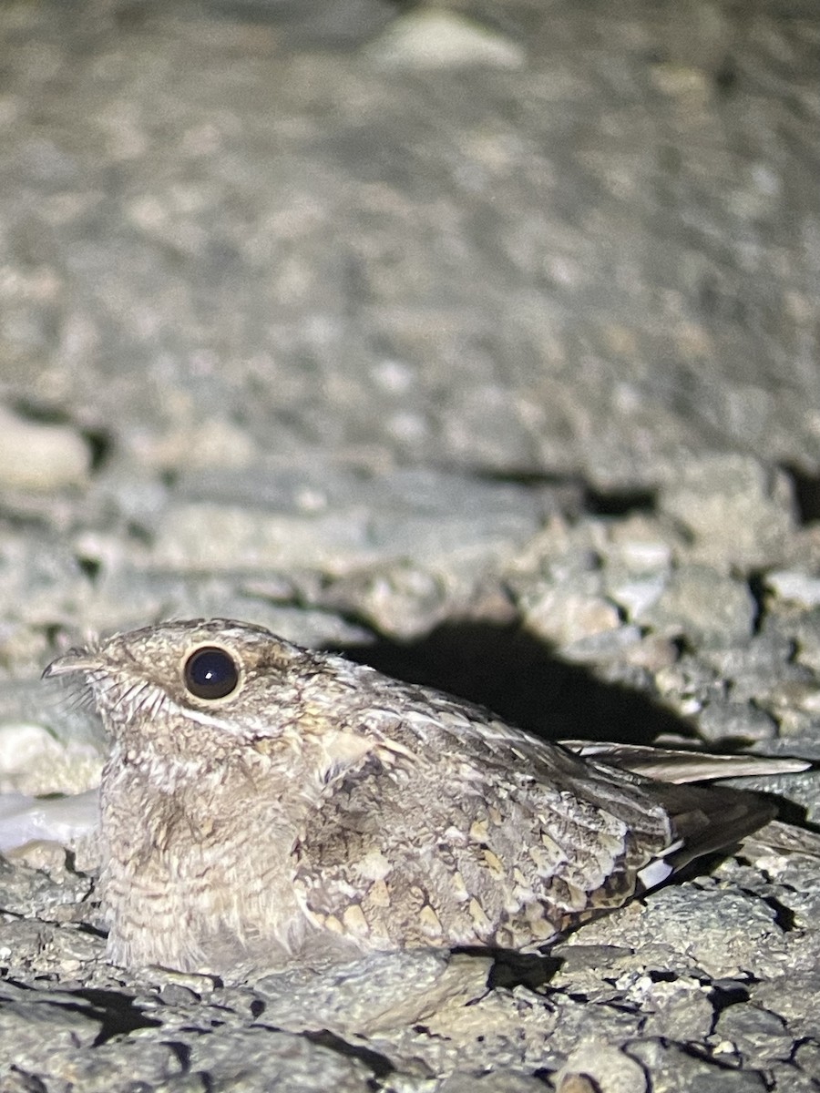 Nubian Nightjar - ML626649709