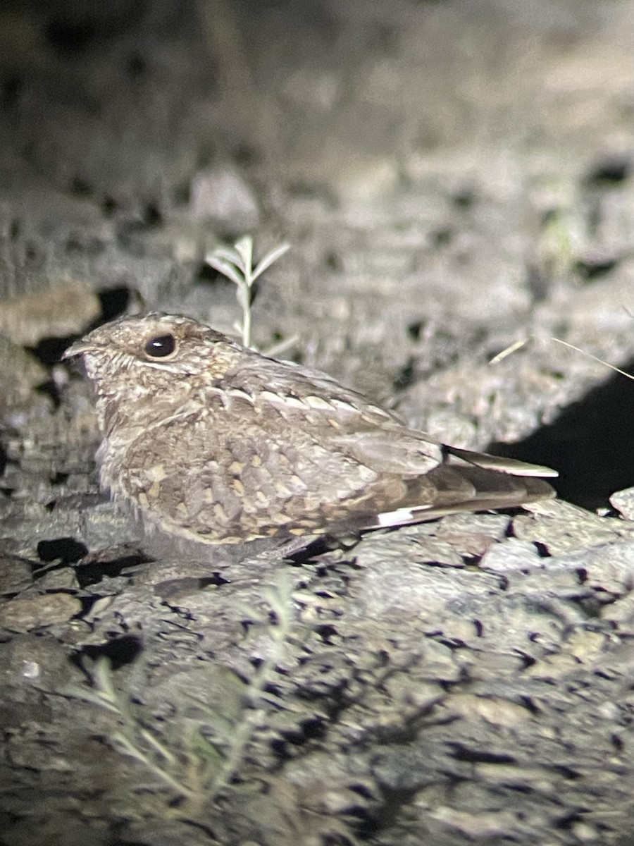 Nubian Nightjar - ML626649710