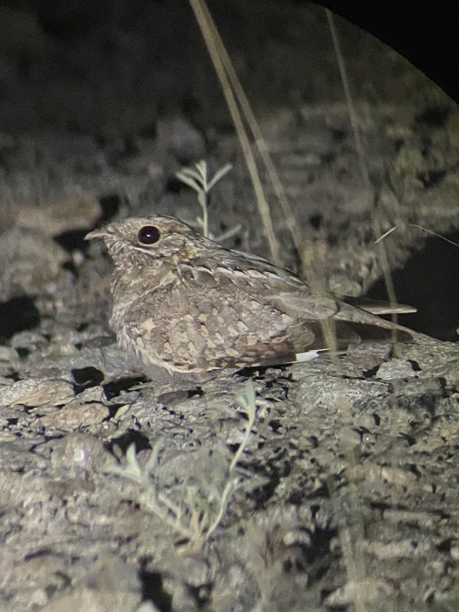 Nubian Nightjar - ML626649711