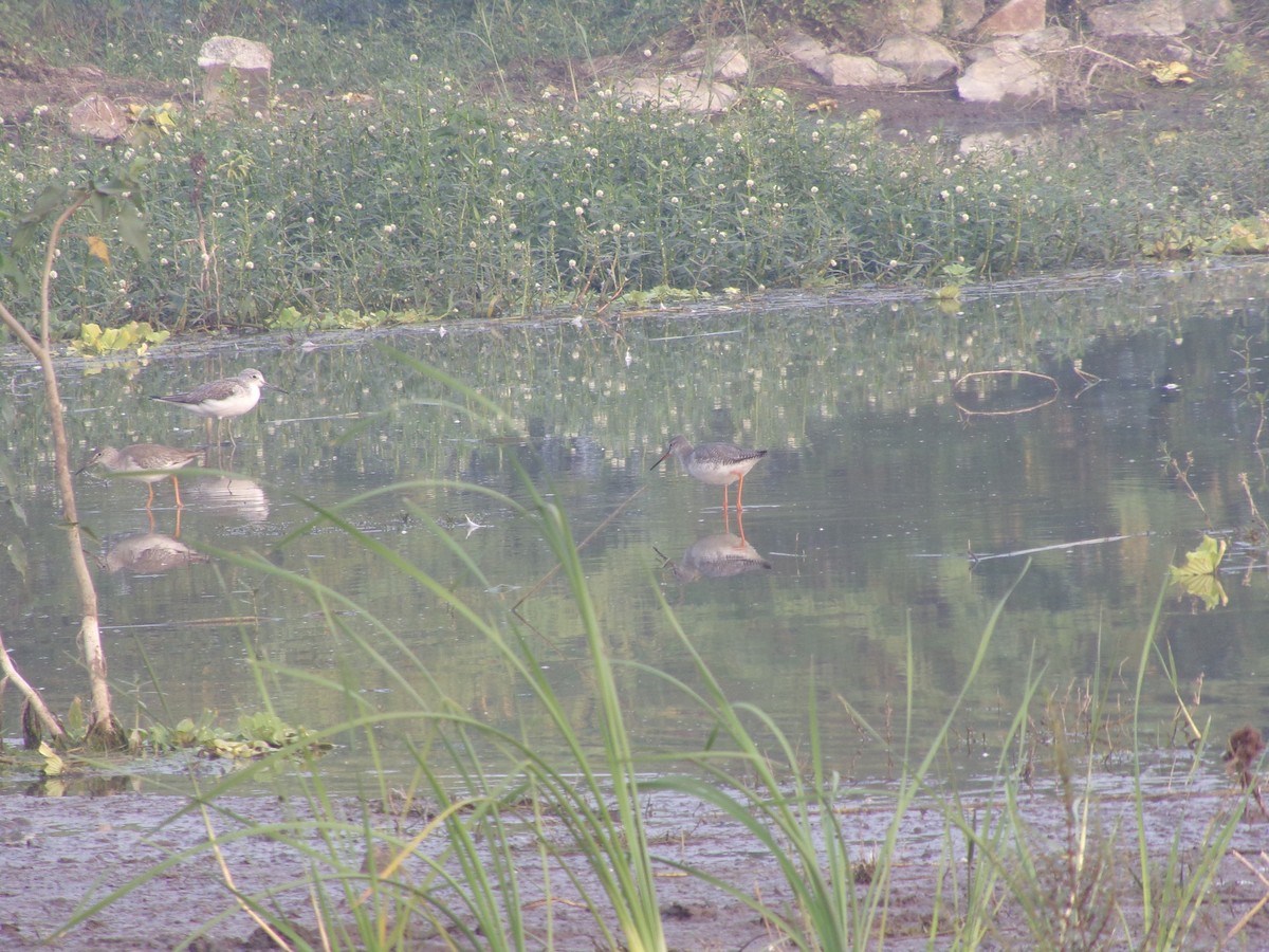 Common Redshank - ML626649728