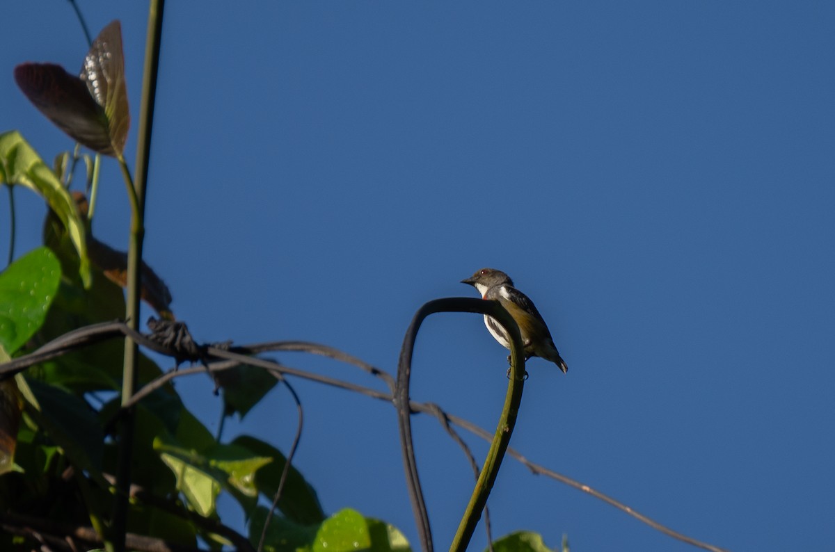 Red-banded Flowerpecker - ML626649800