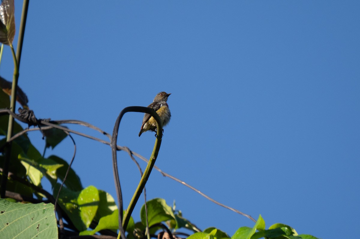 Red-banded Flowerpecker - ML626649801