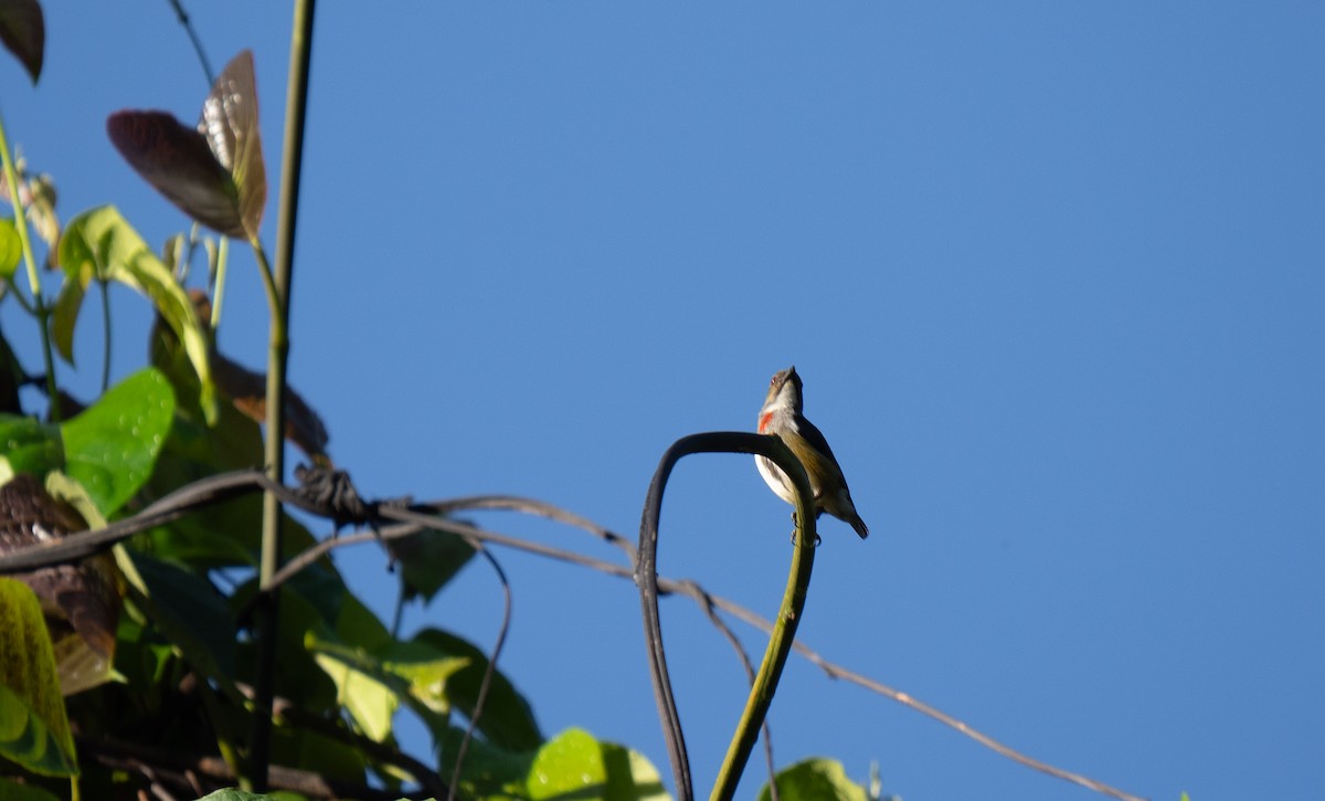 Red-banded Flowerpecker - ML626649802