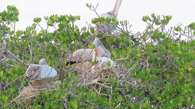 Pink-backed Pelican - ML626649810